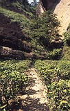 tea plantations built into the cliffs - wuyi shan